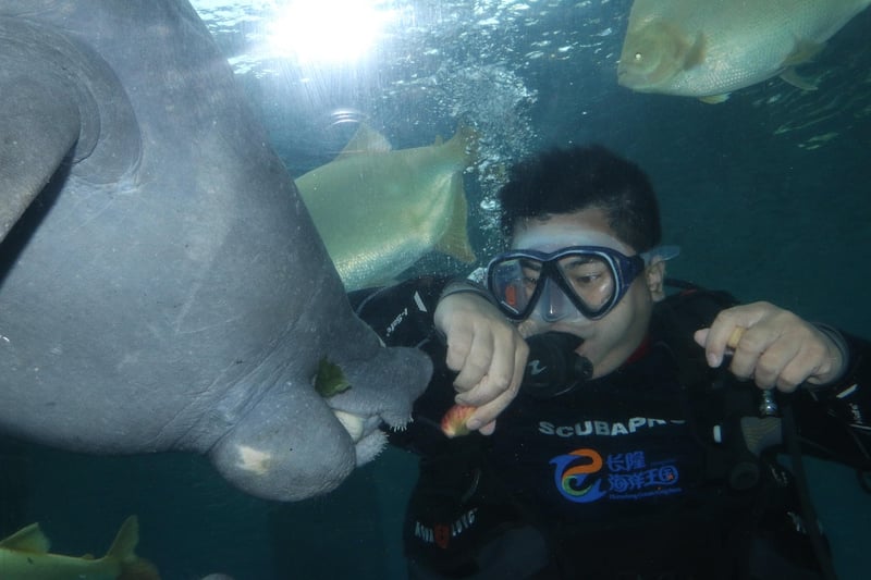 Mermaid Diving